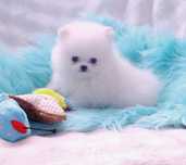 Wyjątkowo piękny malutki piesek xxs pomeranian* szpic miniaturowy**rod