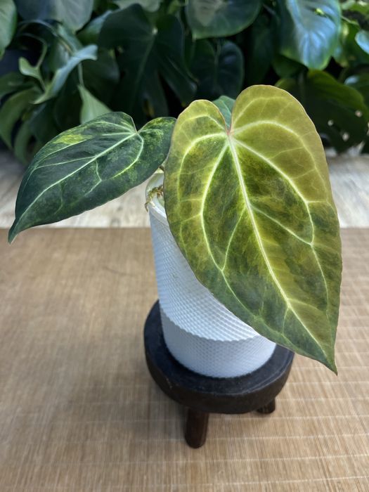 Anthurium Papillilaminum variegata