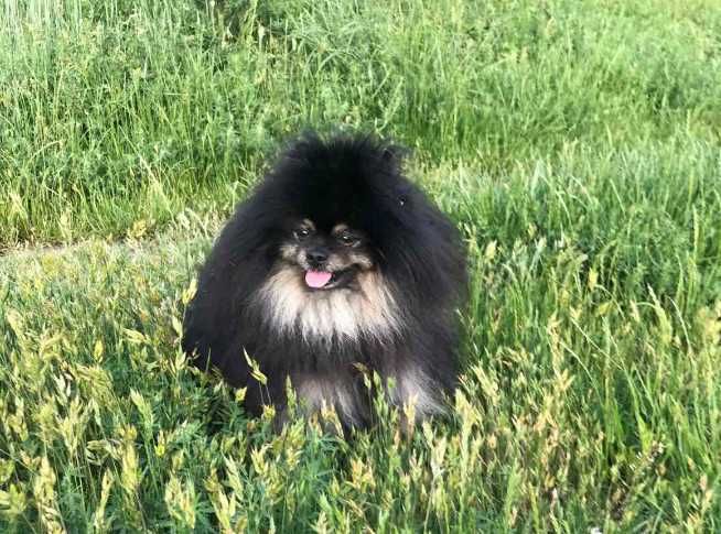 Вязка померанский шпиц