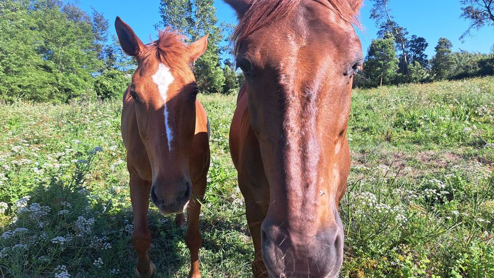 tratadora de cavalos - cuidados pontuais e temporários