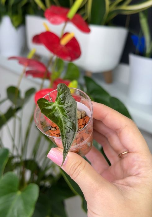 Алоказія Локо