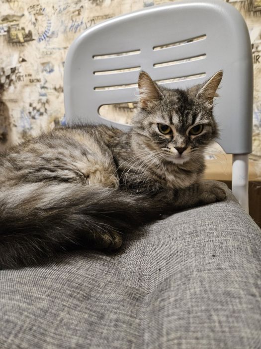 Отдам кошечку в добрые руки