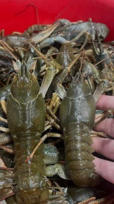 Продаю живи раки с доставкой