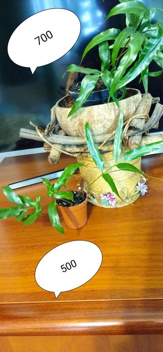 Продам папороть Даваллія