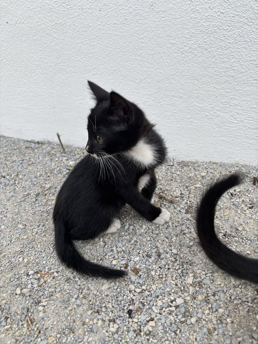 Gatinhos para adoção