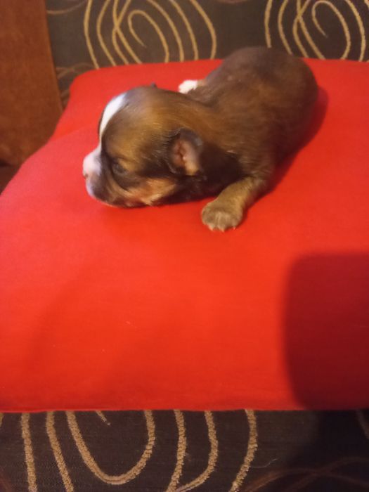 Rezerwacja suni Chihuahua długowłosa