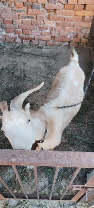 Продається хороша велика коза