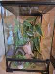 Terrarium dla gekona
