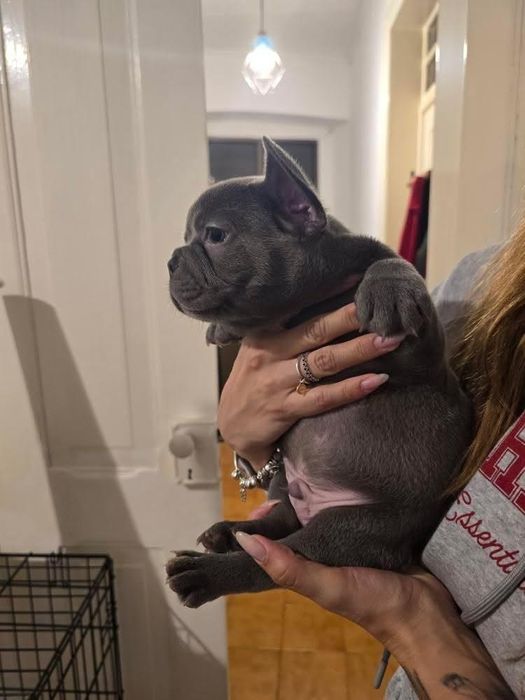 Bulldog francês Macho