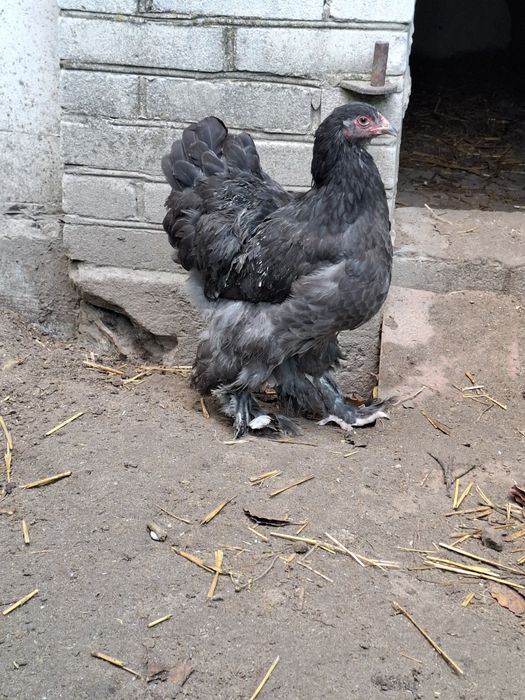 Sprzedam 2  Kogut I  3 kury Brahma