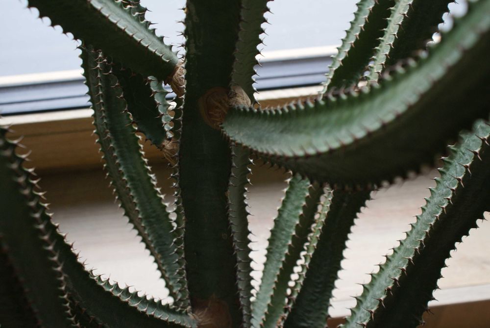 Pachycereus kaktus olbrzymi 145 cm 25 lat