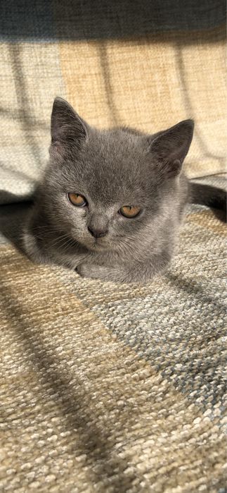 Шотландский голубой мальчик