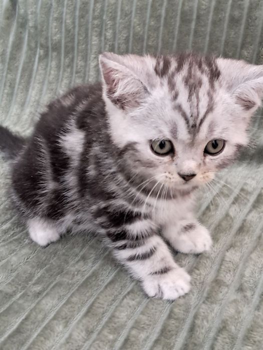 Мальчик! Великолепный плюшевый котёнок скотиш страйт редкого окраса!