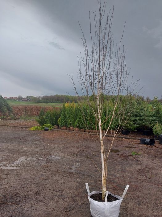 Brzoza dorebos 150cm-370cm
