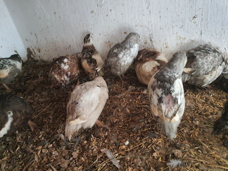 Przepiórki japońskie koguty