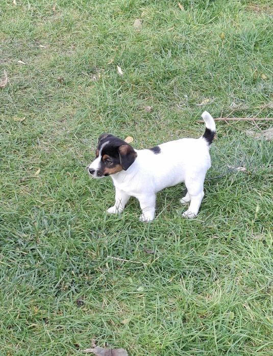 Jack Russell Terrier - Sunia