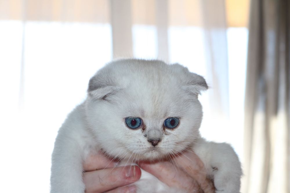 Um gatinho scottish fold pointe