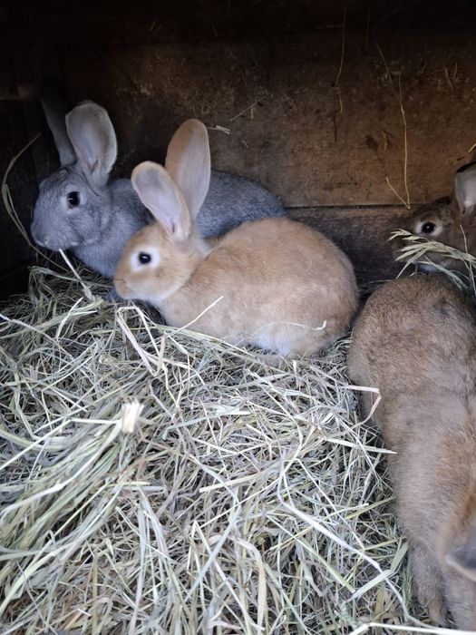 Młode króliki z własnej hodowli