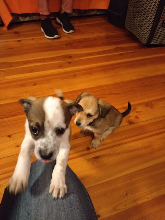 Pieski szukają domków, małe szczeniaczki