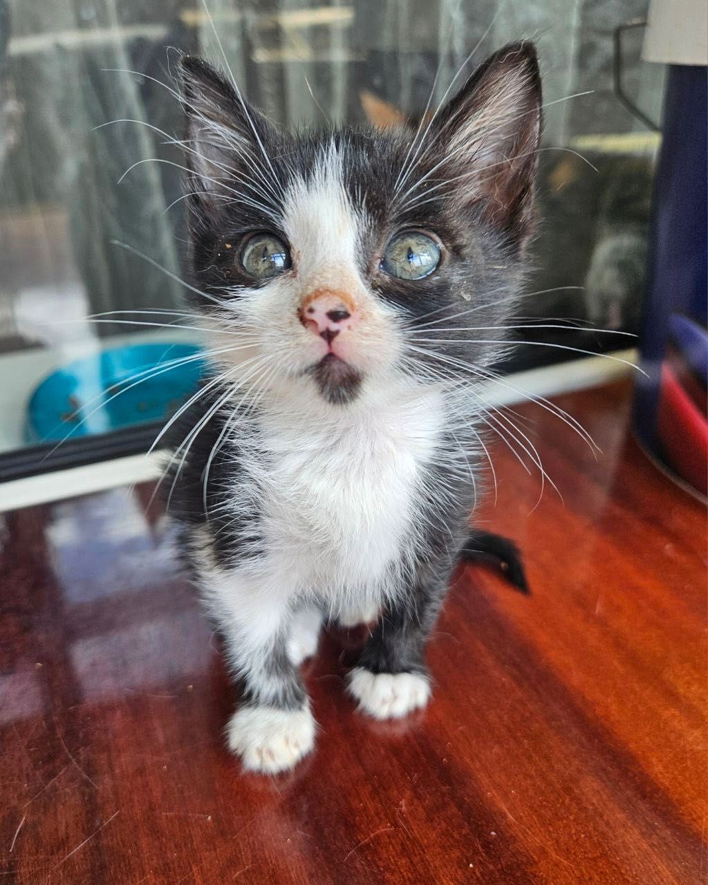Котята Бесплатно. Котенок
