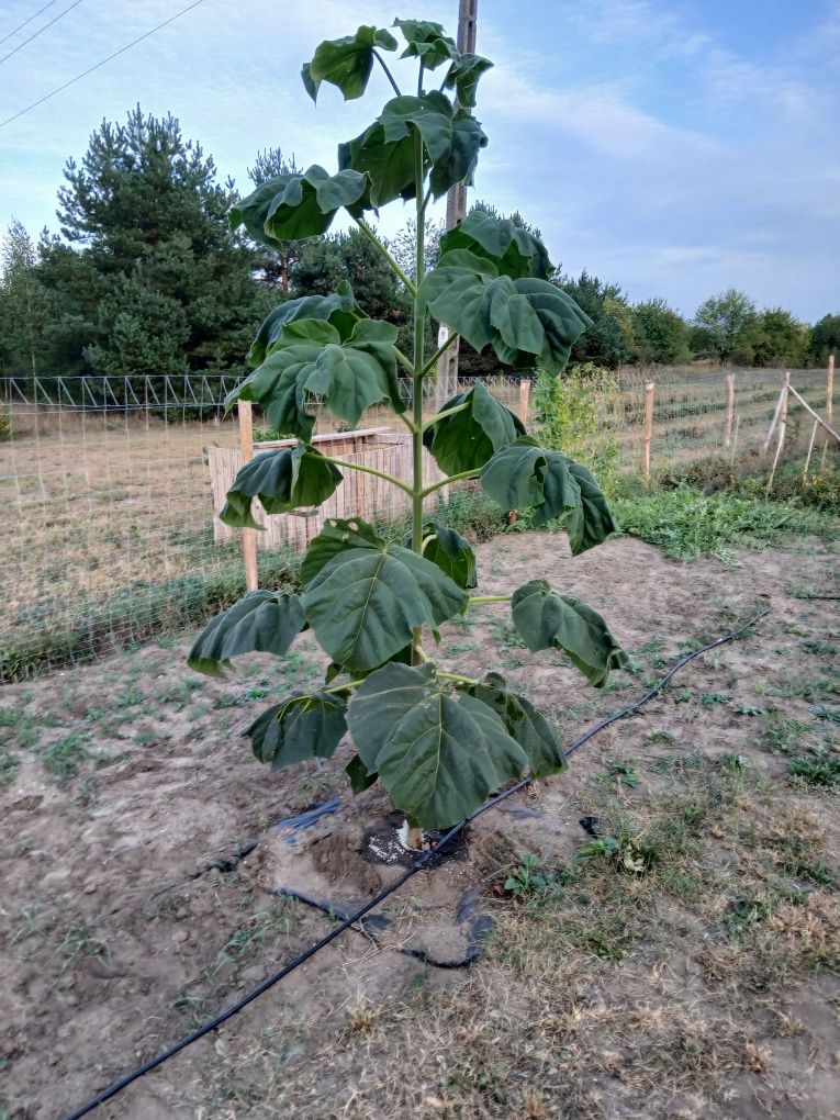 Drzewo tlenowe/Oxytree/Paulownia Shan Tong