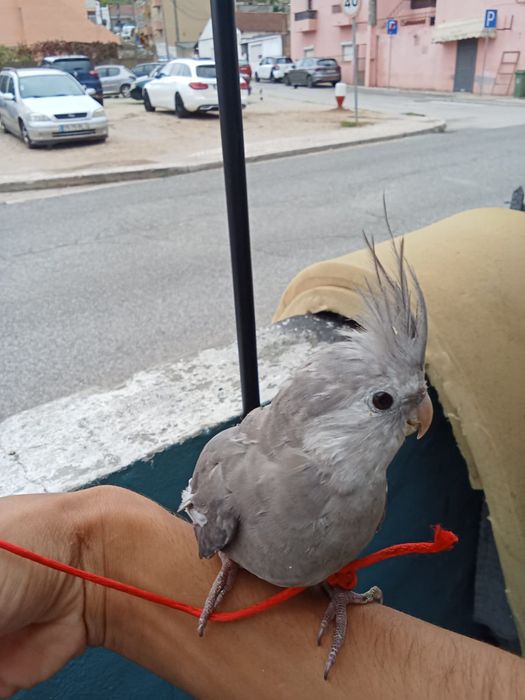 Caturra a vende ela tem meses