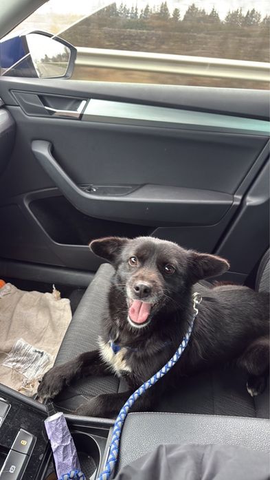 Маленький песик ищет дом