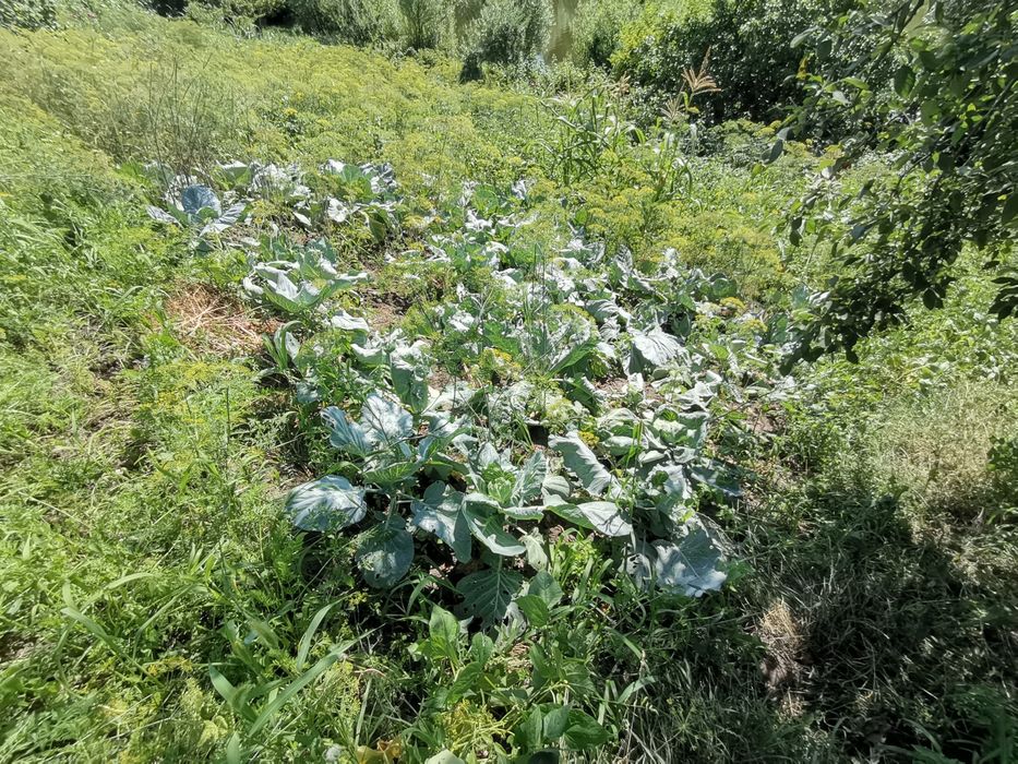 Продаж дачі у кооперативі Будівельник-2