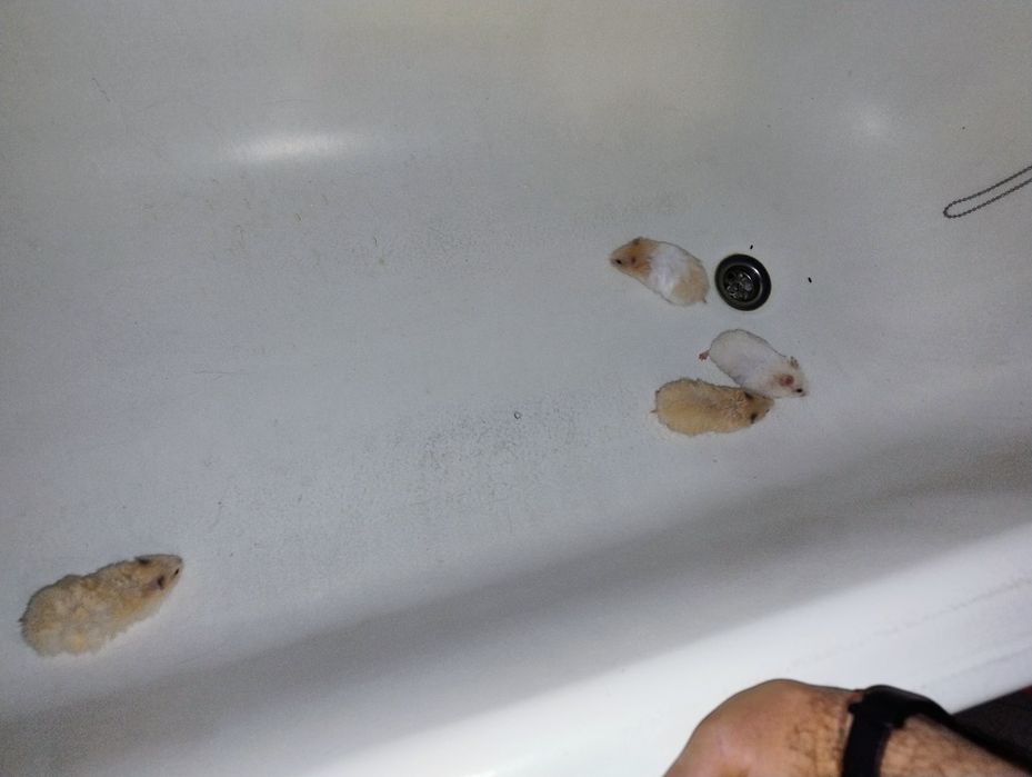 Хом'як Сирійський красиві кольори