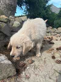 Golden retriever...piesek ..