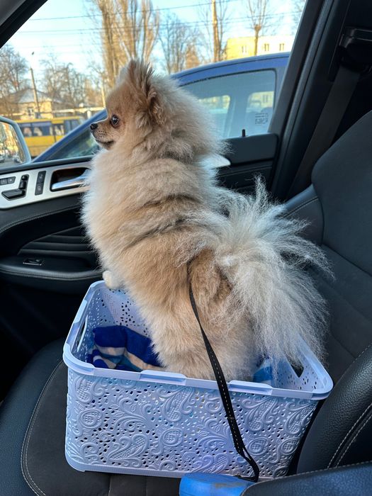 Вʼязка Померанський шпіц