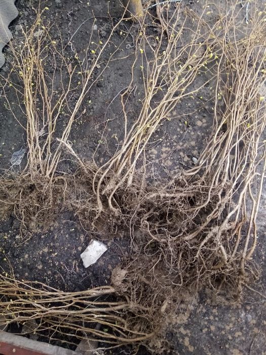 Акция!от 500  шт. Саженцы липы мелколистой или сердцевидной!МЕДОНОС!