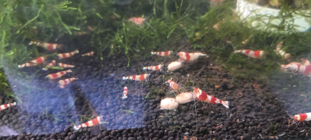 Krewetka krewetki crystal red. Cetarius