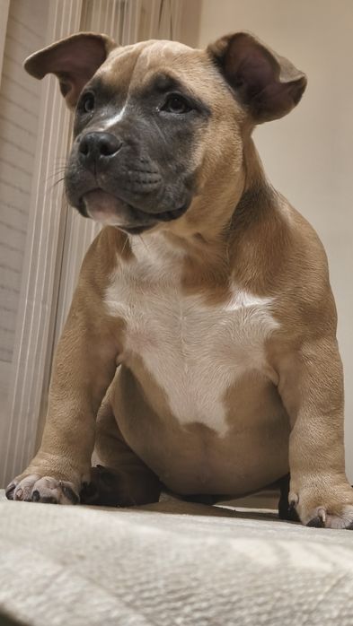 American Bully Pocket
