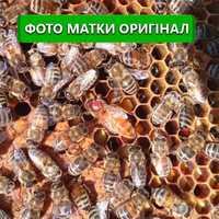Бджолина пчелиная матка Бакфаст, плідна 2024