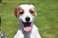 Piekny szczeniak Parson Russell Terrier-chłopiec,idealny do sportu .