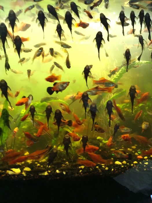Rybki akwariowe"