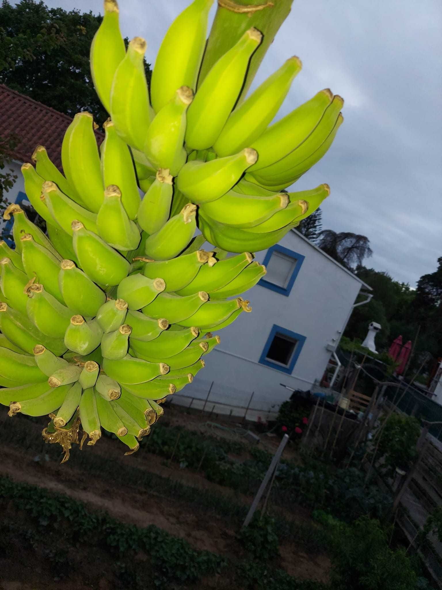 Plantas de bananeiras com vários tamanhos