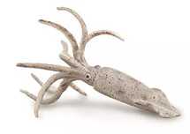 Belemnit. Collecta