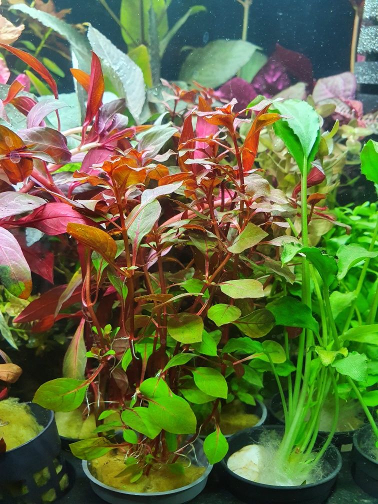 Rośliny Akwariowe Różne Rodzaje Ładne Zdrowe w Koszyczkach