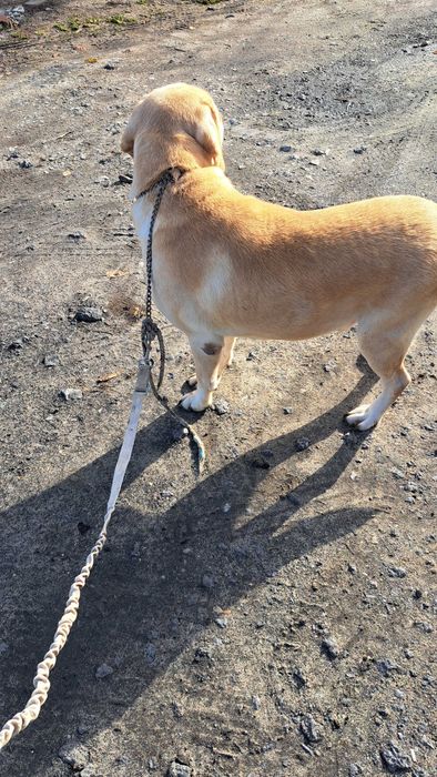 Labrador retriever pies