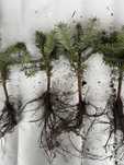 sadzonka lesna picea abies nordmaniana koreana conkolor nobilis