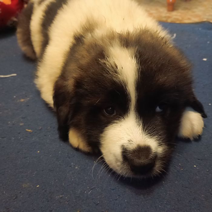 Продам щенков московской сторожевой