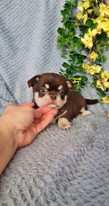 Excecional mini menina Chihuahua/Chiuaua de Qualidade,LinhagemRussa