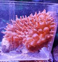 Morskie. Zestaw korali
