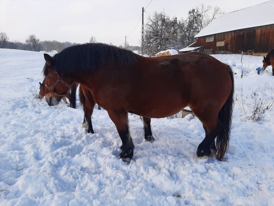 Dwie klacze zimnokrwiste. Księga główna.