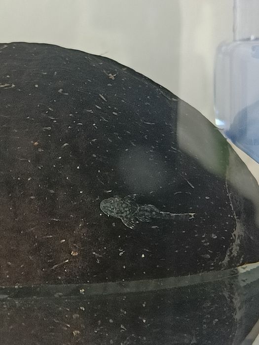 Ancistrus com 1.0cm