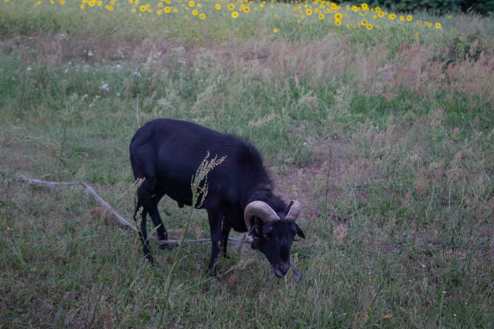 Baran kameruński sprzedam lub zamienie