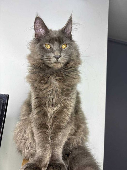 Неймовірний димчастий котик мейн-кун зі всіма документами WCF