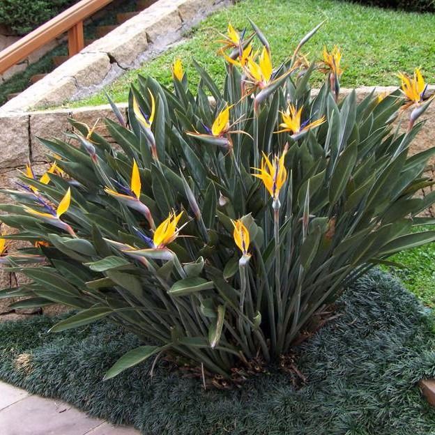 Estrelícia adulta ave do paraíso planta da Madeira dá várias flor ano